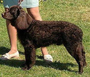 American Water Spaniel