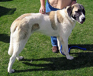 Anatolian Shepherd Dog