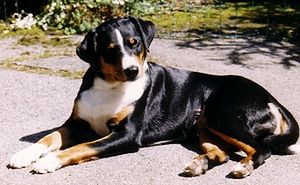 Appenzell Mountain Dog