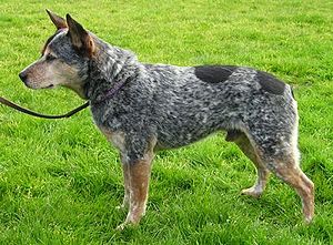 Australian Cattle Dog