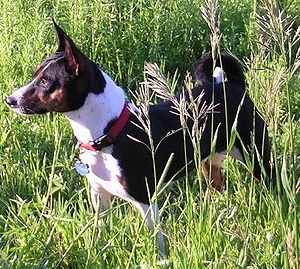 Basenji