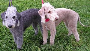 Bedlington Terriers