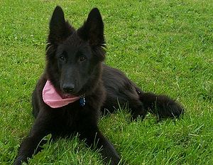 Belgian Shepherd