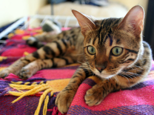 Bengal