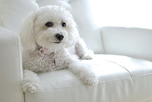 Bichon Frise Puppy