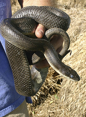 Black Rat Snake