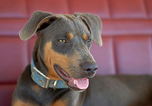 Blue Lacy