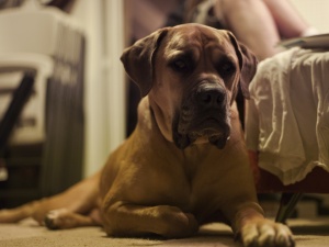 Boerboel