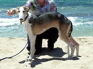 Short store haired borzoi