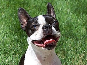 Boston Terrier