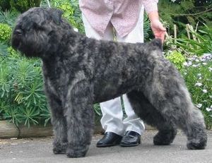 bouvier brindle