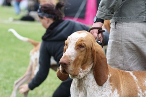 Bracco Italiano