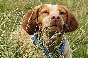 Brittany Spaniel