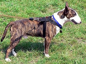 Bull Terrier