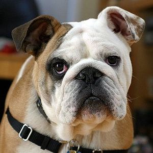 Bulldog