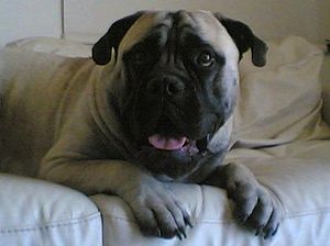 Bullmastiff