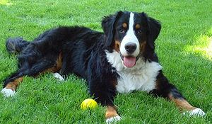 Burmese Mountain Dog