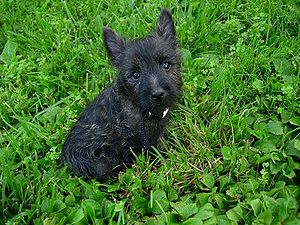 Cairn Terrier