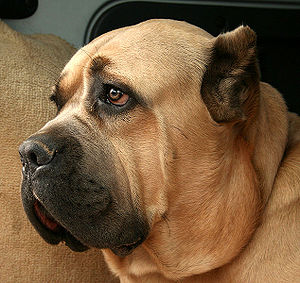 Cane Corso - Wikipedia