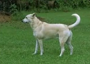 Carolina Dog