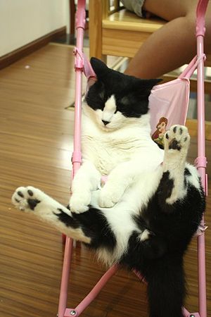 Cat in a doll stroller