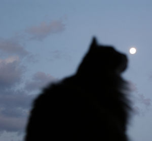 Cat Under the Moon