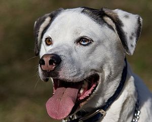 Catahoula Leopard Dog