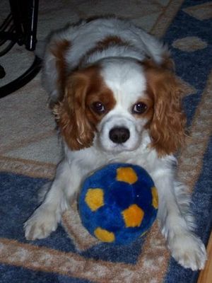 Cavalier King Charles Spaniel