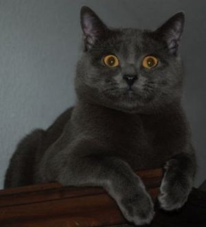 Chartreux