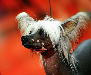 Chinese Crested