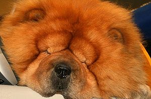 Chow Chow