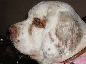 Clumber Spaniel