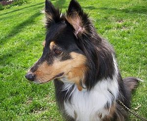 types of collies