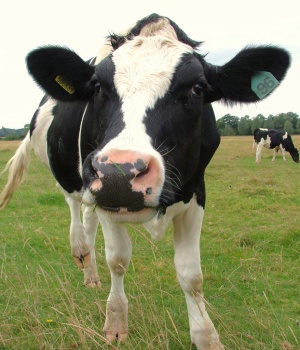 Cows - The Pet Wiki
