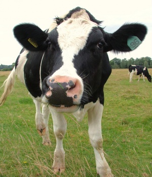 Cow