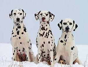 Dalmatian