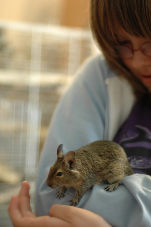 Degu