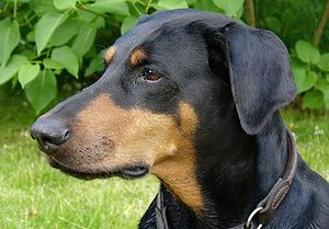 Doberman Pinscher