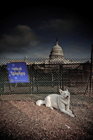 Dog at the Capitol