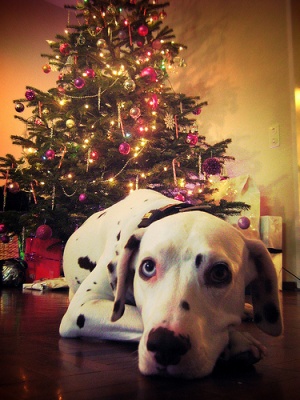 Dog Christmas