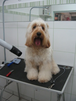 Dog Grooming