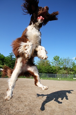 Dog Jump