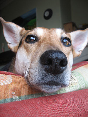 Dog Nose