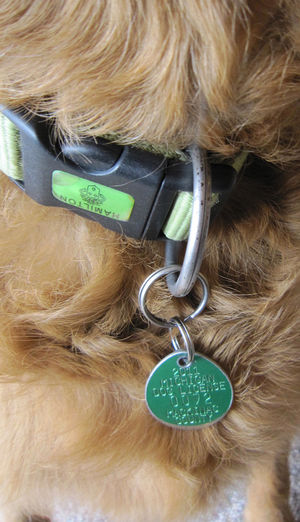 Dog Tag