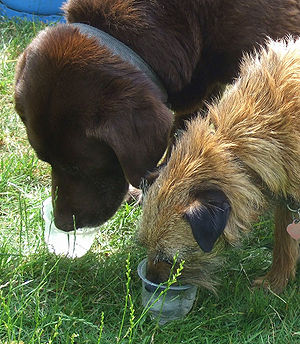 Dogs Drinking