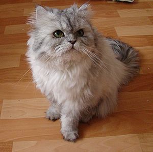 Chinchilla Persian