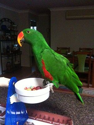 Quiet parrots hot sale