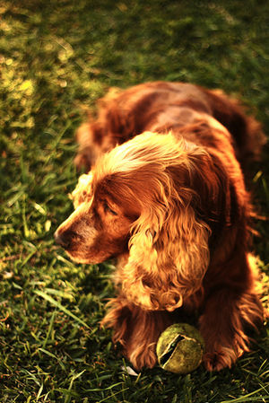 English Cocker Spaniel