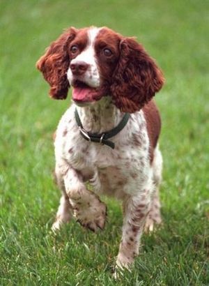 English Springer Spaniel - labradinger