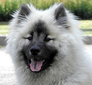 Eurasier